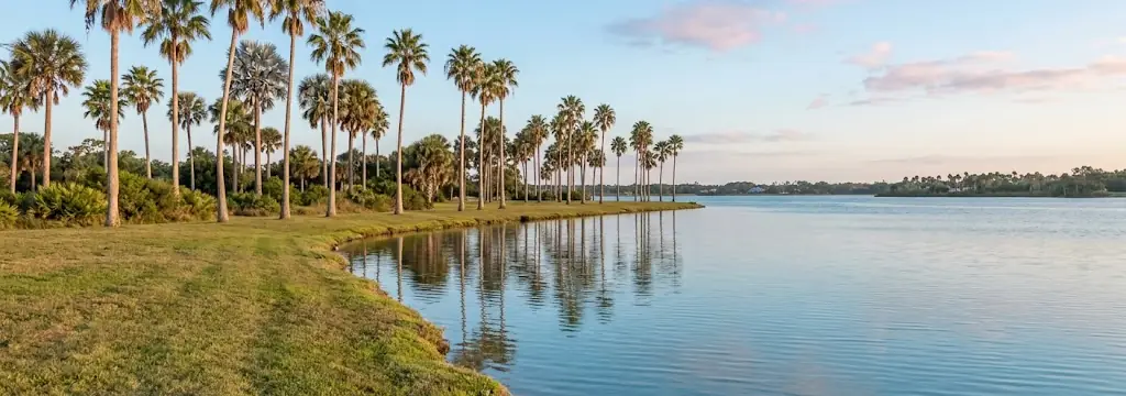 A row of tall palm trees on a grassy bank beside calm water at sunset
